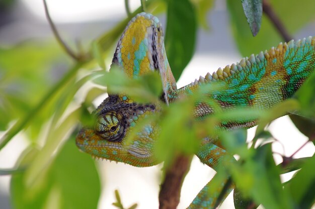 veiled chameleon between the leaves in camouflage