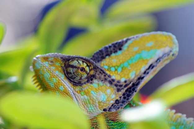 veiled chameleon between the leaves in camouflage