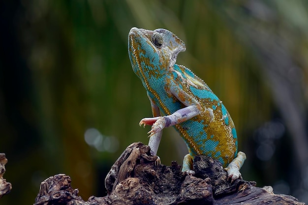 Veiled chameleon on a tree branch