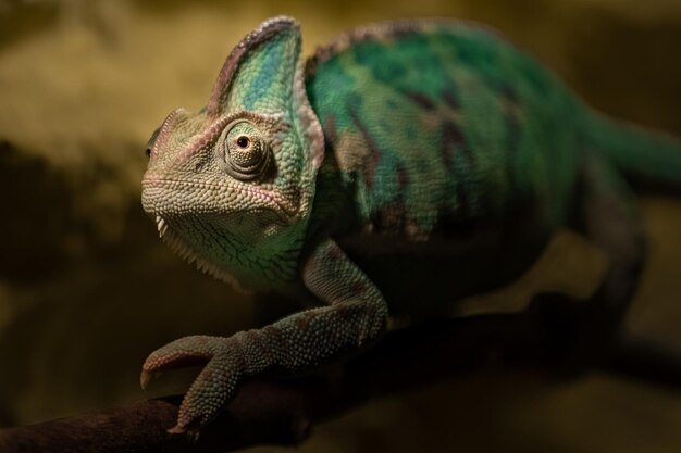 Veiled chameleon