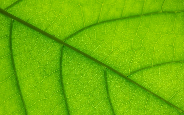 사진 중간 질감에서 기어 다니는 개미와 함께 빛에 대항하는 잎의 정맥