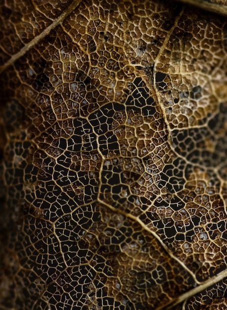 Veins old dry brown leaf Details of a dry leaf