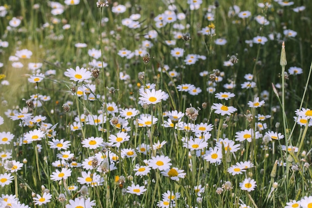 Veld bedekt met prachtige madeliefjes in de lente