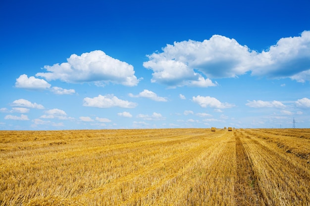 Veld bij na de oogst landbouwconcept