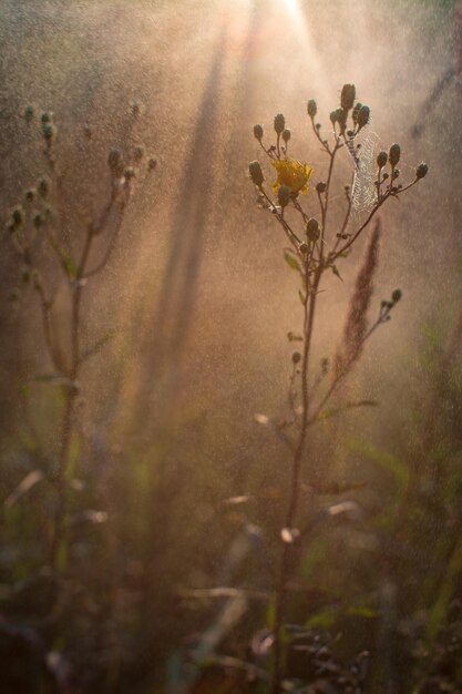 Veld bij zonsondergang De bloemen van de veldplanten zijn gehuld in brons licht