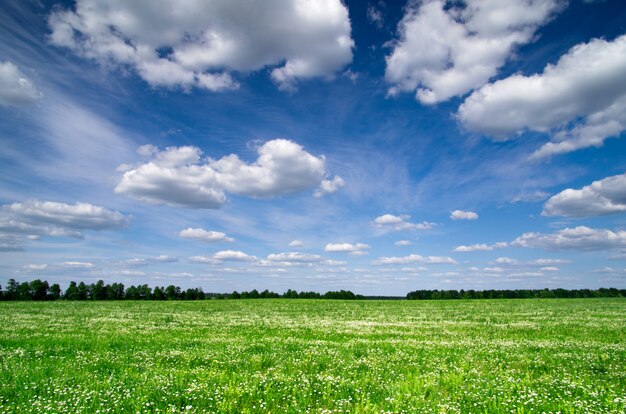 Veld en blauwe lucht