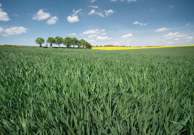 Veld en lucht Agrarisch landschap in de zomer