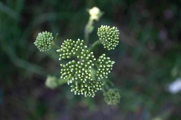 Veld groen gras bloesem close-up artistieke selectieve aandacht