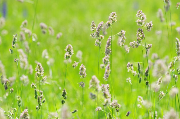 veld groen gras landschap achtergrond