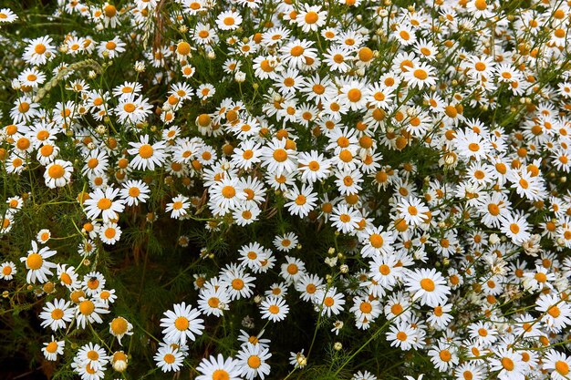 Veld grote witte kamille bloemen close-up Mooie scène met veel bloeiende medische kamilles