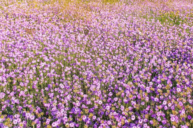 Veld immortelle. Warme zomerdag met een heldere open plek