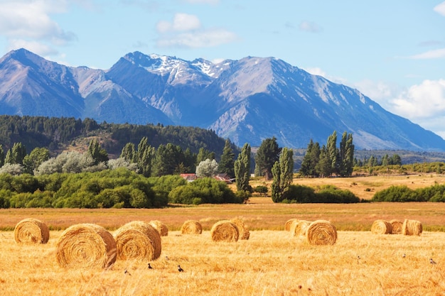 Veld in Argentinië