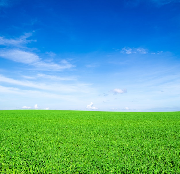 Veld in de zonnige natuur