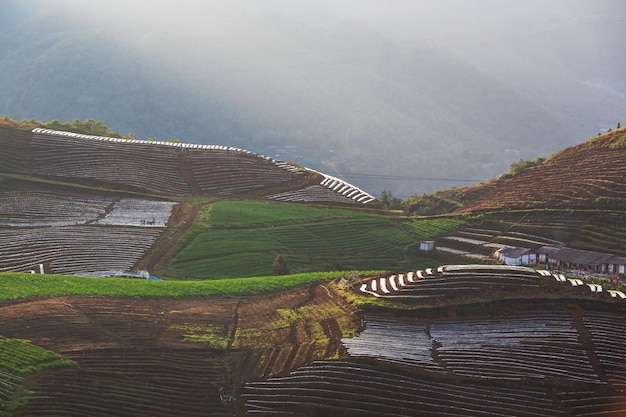 veld in Vietnam