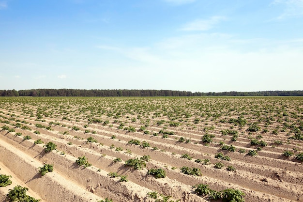 Veld met aardappel