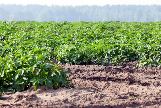 Veld met aardappel