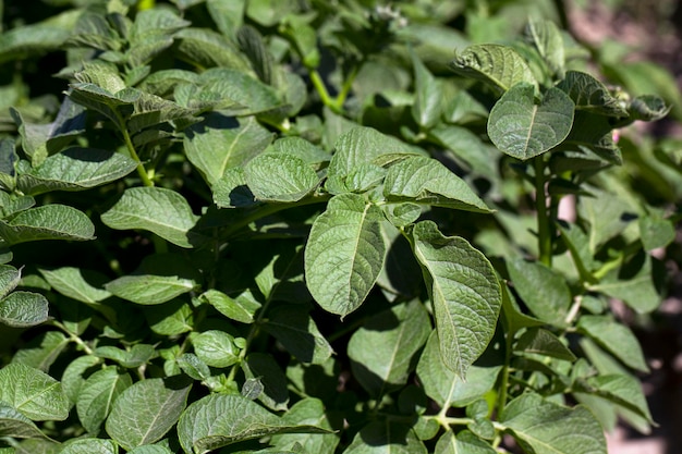 Foto veld met aardappel