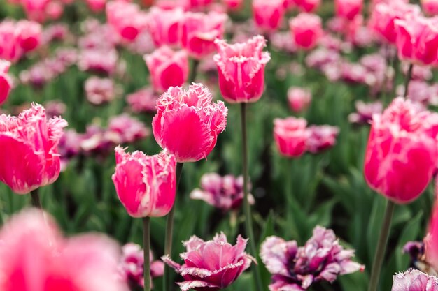 Veld met badstof roze tulpen