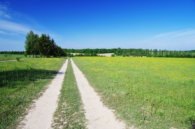 Veld met blauwe hemel