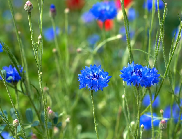 Veld met blauwe korenbloemen en groene bladeren op een lentedag