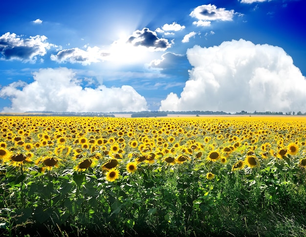 Veld met bloeiende zonnebloemen en blauwe lucht