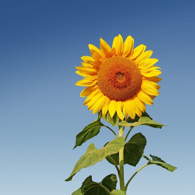 Veld met bloeiende zonnebloemen op blauwe lucht