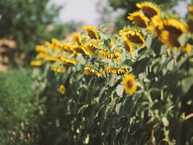 Veld met bloeiende zonnebloemen op een zomerdag, een rij planten