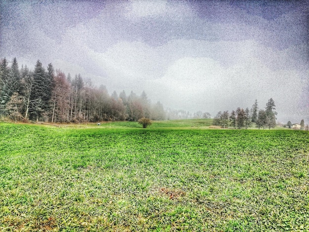 Foto veld met bomen op de achtergrond