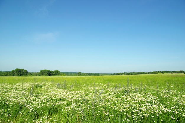 Veld met de blauwe lucht