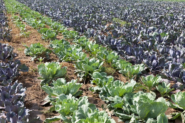 Veld met een gemengd gewas van groene en rode kool