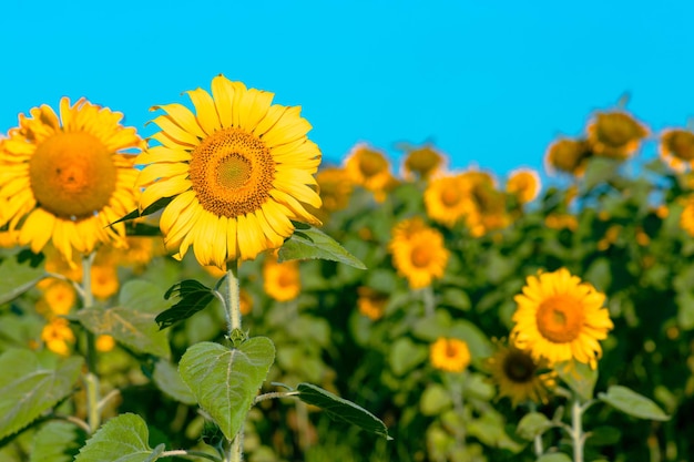 Veld met felgekleurde zonnebloemen in de middagzon op een heuvel