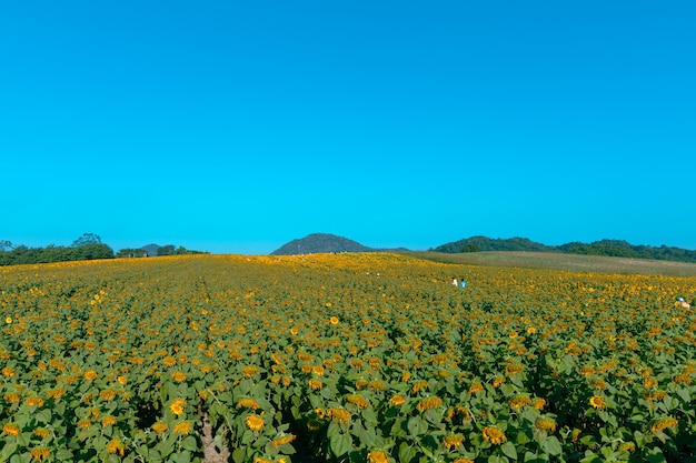 Veld met felgekleurde zonnebloemen in de middagzon op een heuvel