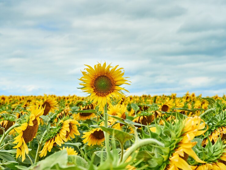 Veld met felgele zonnebloemen.