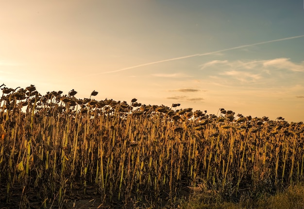 Veld met gedroogde zonnebloemen in de avond