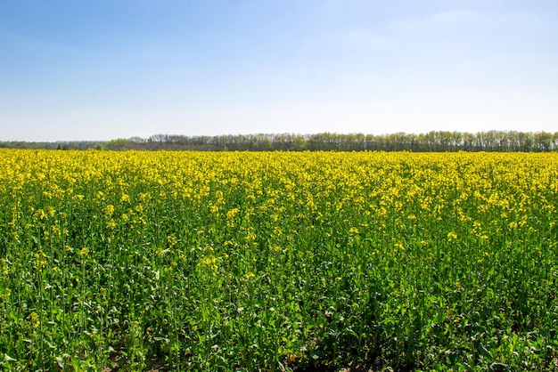 Veld met geel bloeiend koolzaad