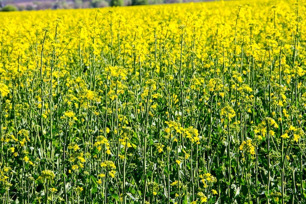 Veld met geel bloeiend koolzaad