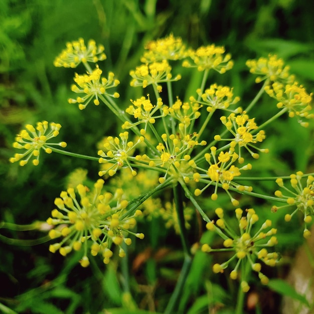 Foto veld met gele bloem in helder avondlicht