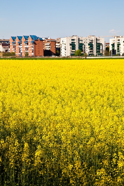 Veld met gele bloemen in het voorjaar dicht bij de grens van de stad