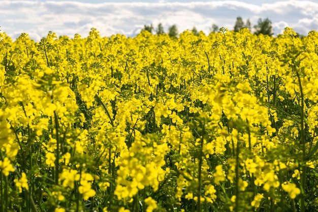 Veld met gele lentebloemen van koolzaad is plant voor groene industrie