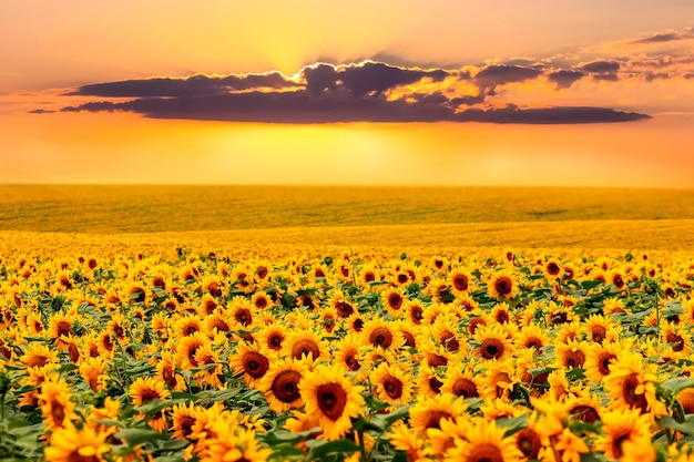 Veld met gele zonnebloemen en schilderachtige lucht bij zonsondergang