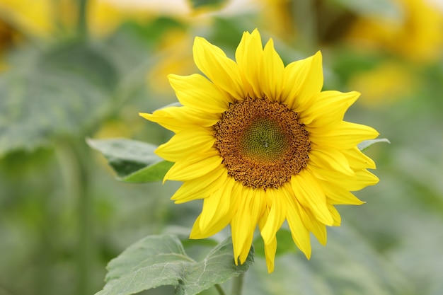 Veld met gele zonnebloemen in de zomer