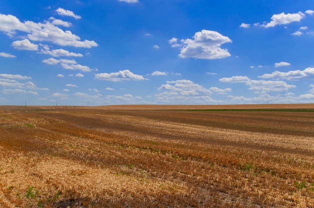 Veld met gemaaide tarwe op de achtergrond van blauwe lucht met witte wolken