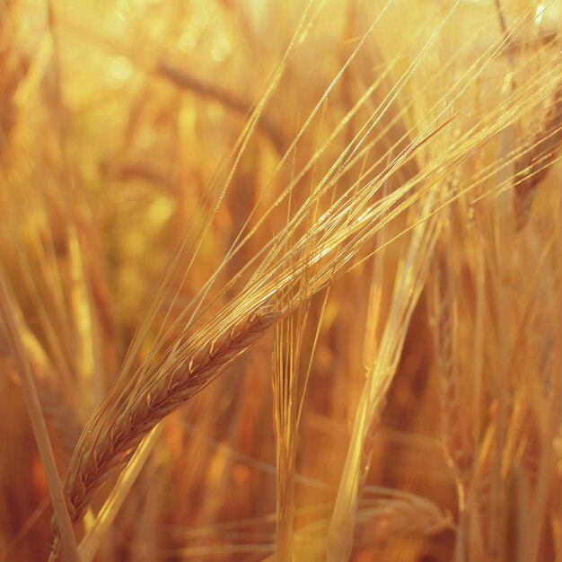 Veld met gerst bij de oogst bij zonsondergang Close-up op gouden tarwe veld