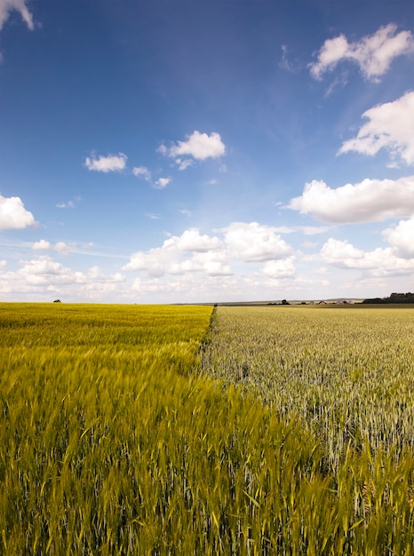 Veld met granen - een landbouwveld waarop granen groeien