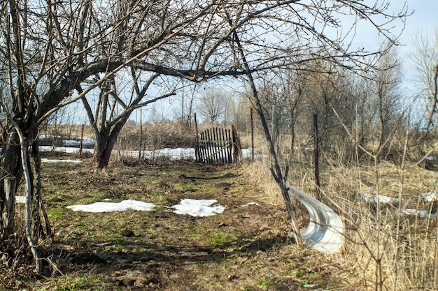 Veld met gras van vorig jaar in het vroege voorjaar