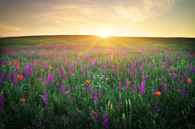 Veld met gras, violette bloemen en rode klaprozen tegen de avondrood