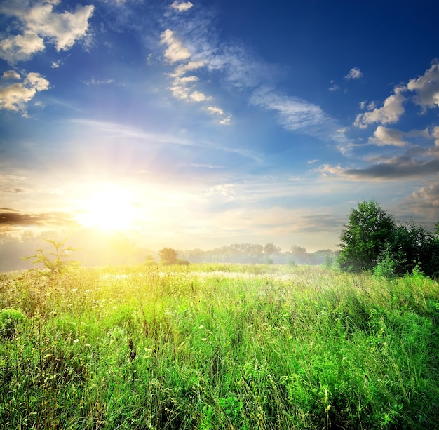 Veld met groen gras in zomerbos