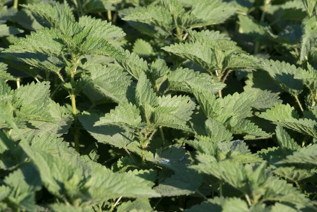 Veld met groene brandnetels die voor voedsel en traditionele geneeskunde worden gebruikt