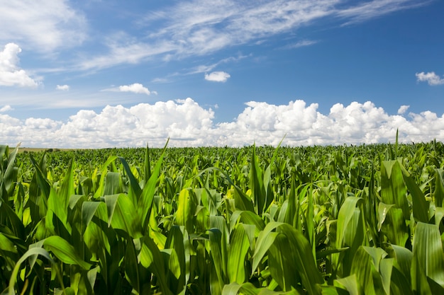 Veld met groene maïs