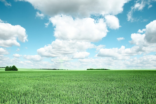 Veld met groene tarwe en wolken buiten